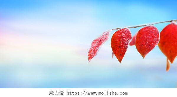 红色叶子霜降寒冷寒露秋天冬季霜冻节气背景24节气霜降